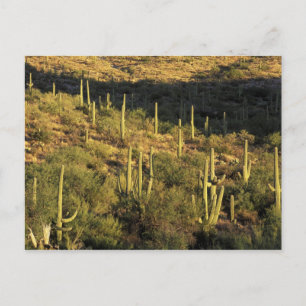 North America, USA, Arizona, Sonoran Desert Postcard