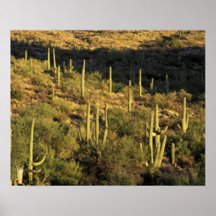 North America, USA, Arizona, Sonoran Desert Poster