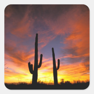 North America, USA, Arizona, Sonoran Desert. Square Sticker