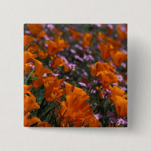 North America, USA, California, Antelope Valley, 2 15 Cm Square Badge
