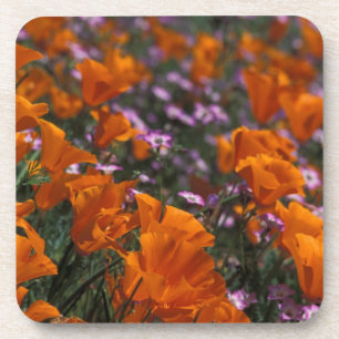 North America, USA, California, Antelope Valley, 2 Coaster
