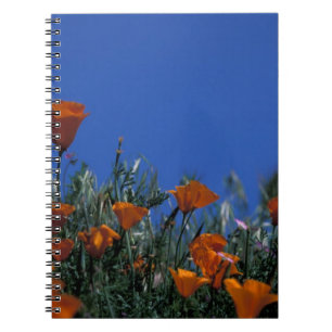 North America, USA, California, Antelope Valley, 3 Notebook