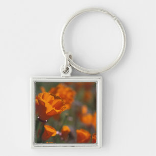 North America, USA, California, Antelope Valley, Key Ring