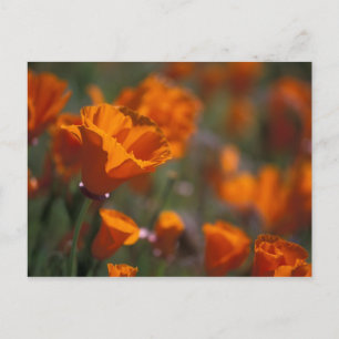 North America, USA, California, Antelope Valley, Postcard