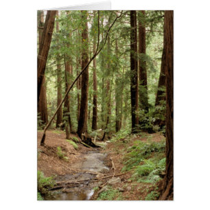 North America, USA, California, Big Sur, 3