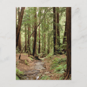 North America, USA, California, Big Sur, 3 Postcard