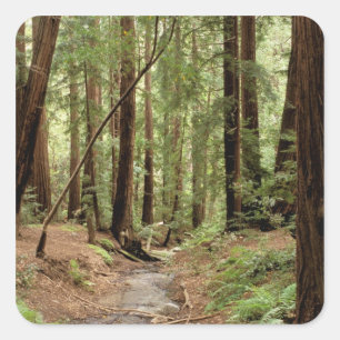 North America, USA, California, Big Sur, 3 Square Sticker
