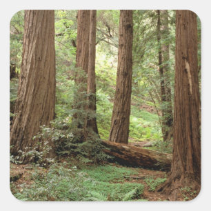 North America, USA, California, Big Sur, Square Sticker