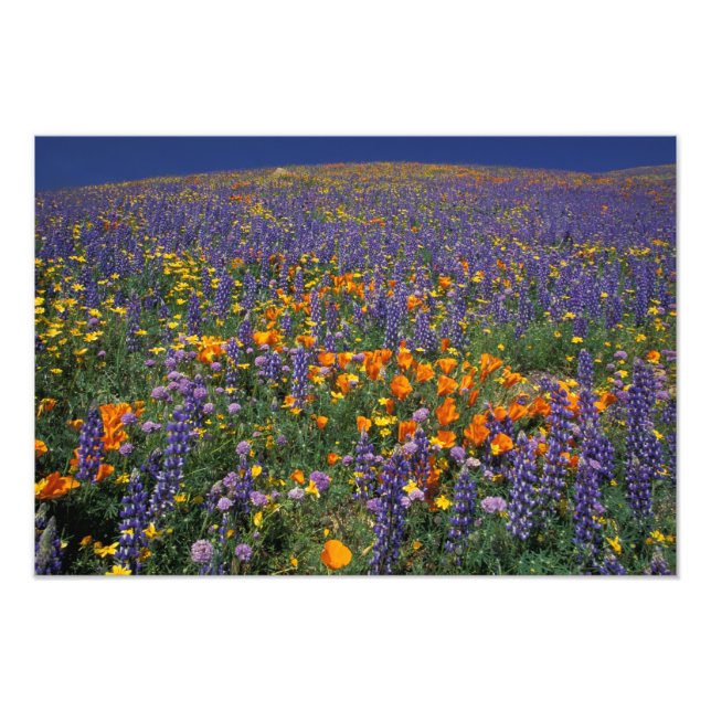 North America, USA, California, Los Angeles 2 Photo Print (Front)