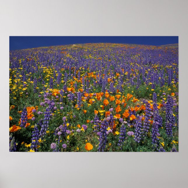 North America, USA, California, Los Angeles 2 Poster (Front)