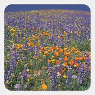 North America, USA, California, Los Angeles 2 Square Sticker