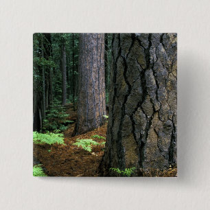 North America, USA, California, Yosemite 15 Cm Square Badge