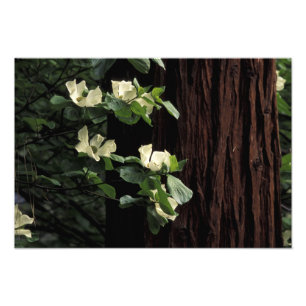 North America, USA, California, Yosemite 3 Photo Print