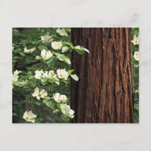 North America, USA, California, Yosemite 3 Postcard