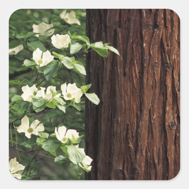 North America, USA, California, Yosemite 3 Square Sticker (Front)