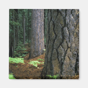 North America, USA, California, Yosemite Magnet