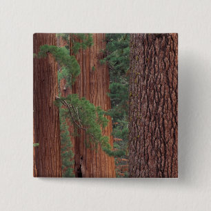North America, USA, California, Yosemite NP, 15 Cm Square Badge