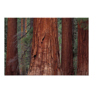 North America, USA, California, Yosemite NP, 2 Photo Print