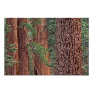 North America, USA, California, Yosemite NP, Photo Print
