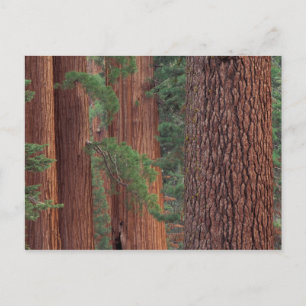 North America, USA, California, Yosemite NP, Postcard