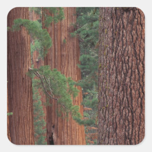 North America, USA, California, Yosemite NP, Square Sticker