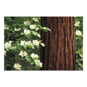 North America, USA, California, Yosemite Photo Print