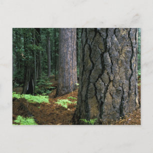North America, USA, California, Yosemite Postcard