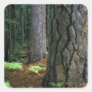 North America, USA, California, Yosemite Square Sticker