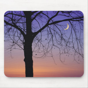 North America, USA, Florida, Mt. Dora, the Mouse Pad