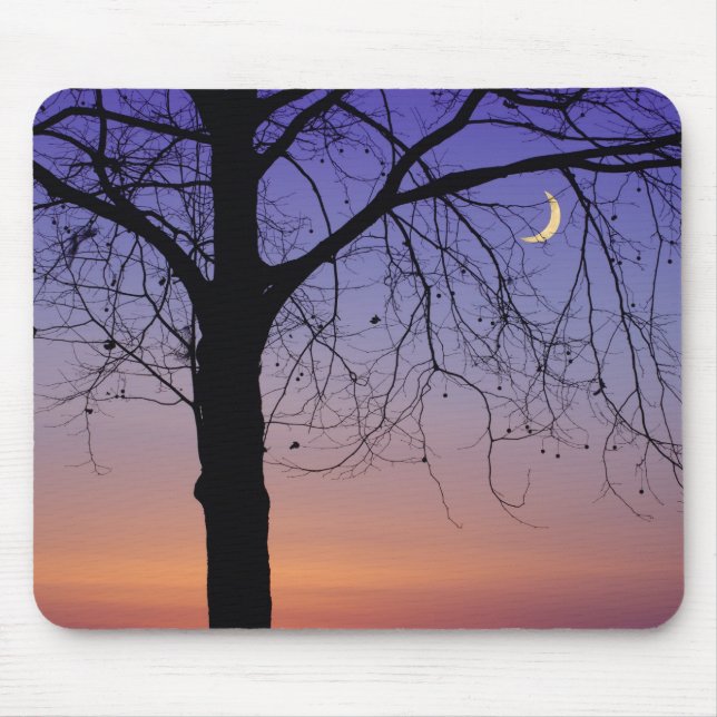 North America, USA, Florida, Mt. Dora, the Mouse Pad (Front)