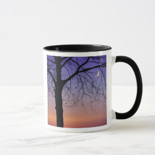 North America, USA, Florida, Mt. Dora, the Mug