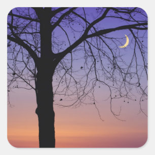 North America, USA, Florida, Mt. Dora, the Square Sticker