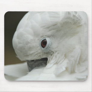 North America, USA, Florida, St. Augustine Mouse Pad