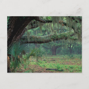 North America, USA, Georgia, Cumberland Postcard