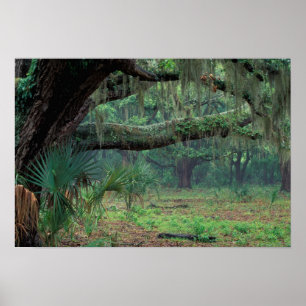 North America, USA, Georgia, Cumberland Poster