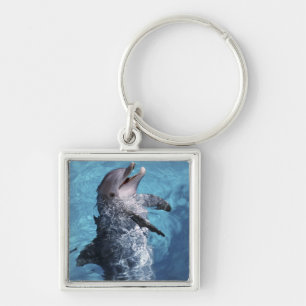 North America, USA, Hawaii. Dolphin Key Ring