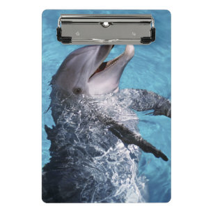 North America, USA, Hawaii. Dolphin Mini Clipboard