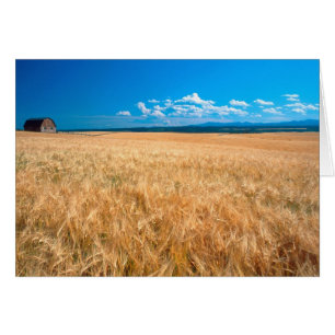 North America, USA, Idaho. Barley field in