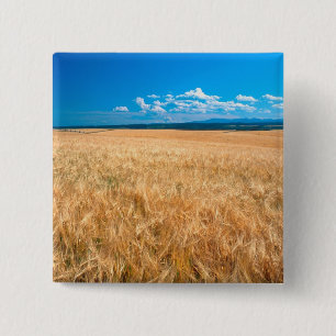 North America, USA, Idaho. Barley field in 15 Cm Square Badge