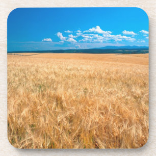 North America, USA, Idaho. Barley field in Coaster