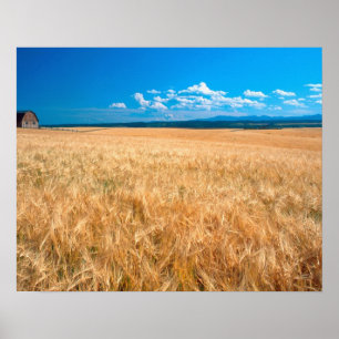 North America, USA, Idaho. Barley field in Poster