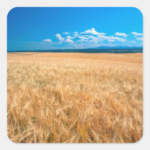 North America, USA, Idaho. Barley field in Square Sticker