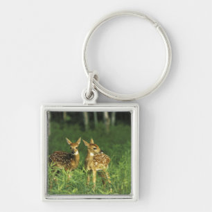 North America, USA, Minnesota. White-tailed 2 Key Ring