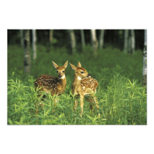 North America, USA, Minnesota. White-tailed 2 Photo Print