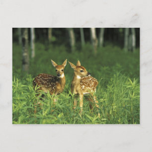 North America, USA, Minnesota. White-tailed 2 Postcard