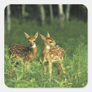 North America, USA, Minnesota. White-tailed 2 Square Sticker