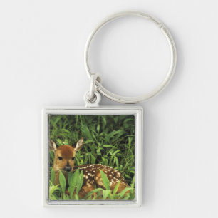 North America, USA, Minnesota. White-tailed Key Ring