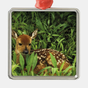 North America, USA, Minnesota. White-tailed Metal Ornament