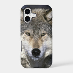 North America, USA, Minnesota. Wolf Canis
