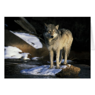 North America, USA, Minnesota. Wolf (Canis